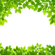 green leaves border on white background