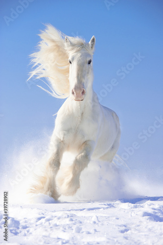 Photo: White horse stallion runs gallop in front focus White horse stallion runs gallop in front focus