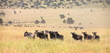 migration