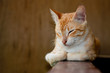 Foto: resting cat resting cat