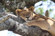 lioness resting on tree