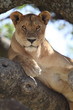 lioness resting on tree