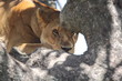 lioness resting on tree