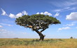 lions on tree