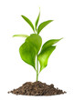 Photo: Heap dirt with a green plant Heap dirt with a green plant