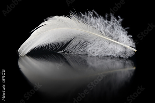 Photo: Feather Feather