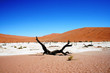 Photo: Namibia Dead Vley Namibia Dead Vley