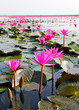 The Lake of water lily, Udonthani, Thailand