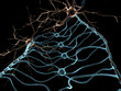 Neuron Oligodendrocytes