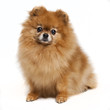 Pomeranian in a studio Pomeranian in a studio