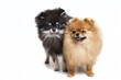 Two Pomeranian in a Studio Two Pomeranian in a Studio