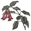 Fuchsia Fulgens