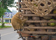 Monkey Macaque Coconut Sit