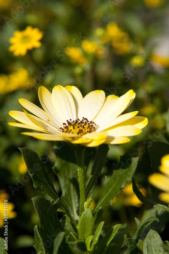 Foto: Blume Blume