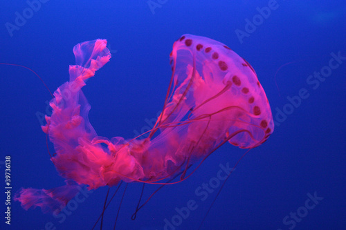Photo: Dancing Jellyfish Dancing Jellyfish