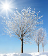 tree in winter