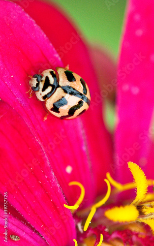 Photo: A Ladybug A Ladybug