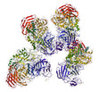 Sucrase-isomaltase enzyme structure