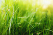 green grass background