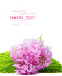 pink Hydrangea from the garden on white