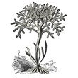 Algues ( Chondrus crispus)