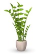 3d render of zamioculcas plant