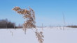 Snowy winter in the swamp, rack focus
