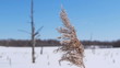 Snowy winter in the swamp, rack focus