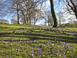 Paysage crocus