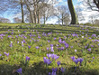 crocus & paysage