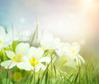 Fresh primrose flowers in the spring meadow