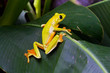 Foto: Gliding Treefrog Gliding Treefrog