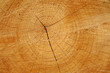 sawn wood texture.