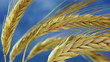 Wheat