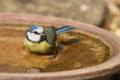 Blue Tit washing in a water bowl