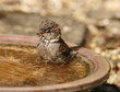 A House Sparrow taking a bath on a hot summer day