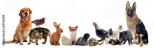 Photo: groupe d'animaux domestiques groupe d'animaux domestiques
