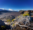 Flore de la Plaine des Sables - Ile de la Réunion