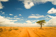 Lonely tree in the desert