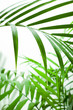 Foto: Raindrop On Leaf Raindrop On Leaf