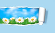 Nature background with ripped paper. Vector