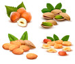 Big collection of ripe nuts  Vector