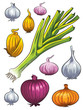 Onion Collection