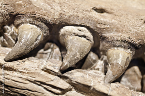 Photo: Fossil Fossil