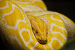 Close up of Golden Thai Python, focus at eyes