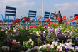 coquelicot sur la croisette