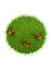 nature papillons