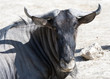 Close up of a Wildebeast resting