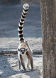 Ring Tailed Lemur walking Ring Tailed Lemur walking
