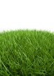 herbes détouré